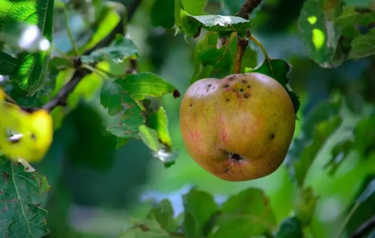 apple worm prevention natural organic orchard close up