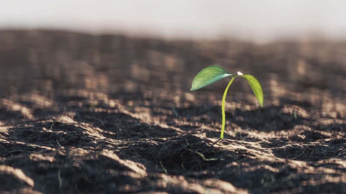 Das Geheimnis: Schnittblumen bleiben 2 Wochen länger frisch - image 1
