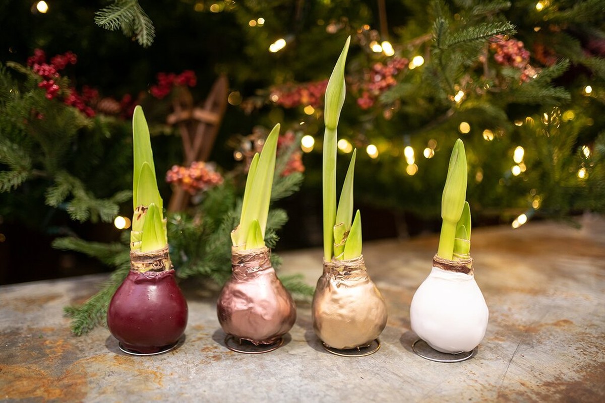 Der Nachbar zeigte mir seinen Trick: die Pflanzen blühen jetzt auch im Dezember - image 2