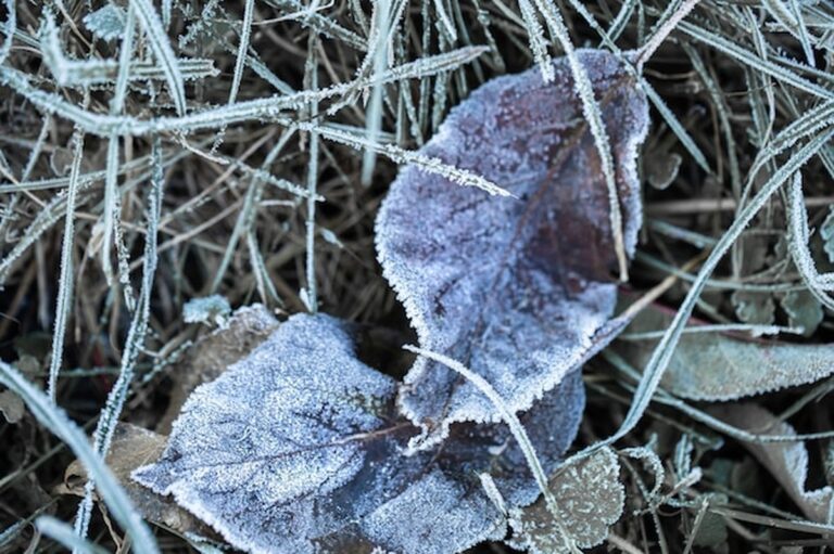 Dieser häufige Fehler zerstört Ihren Garten vor dem Frost