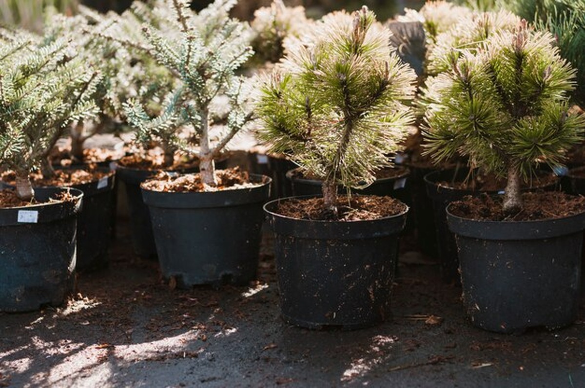 Елку до января можно спасти: лайфхак для свежести - image 2