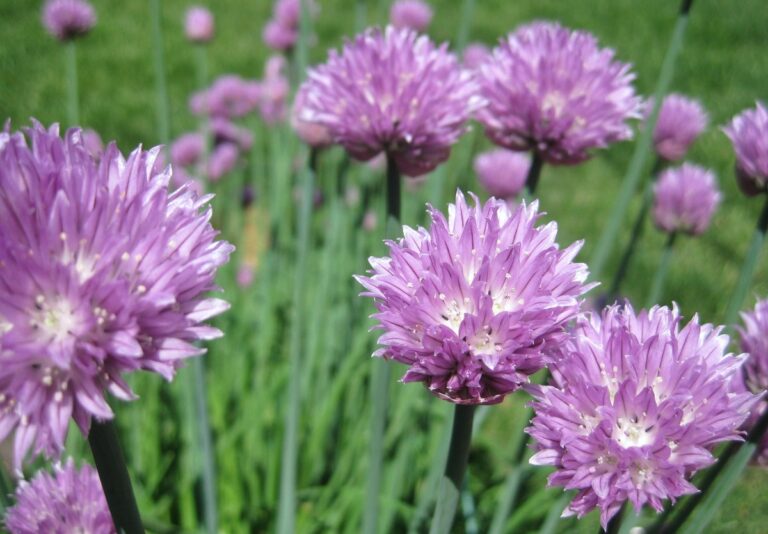 Essig im Blumenwasser – drei Wochen länger Frische ohne Chemiekeule