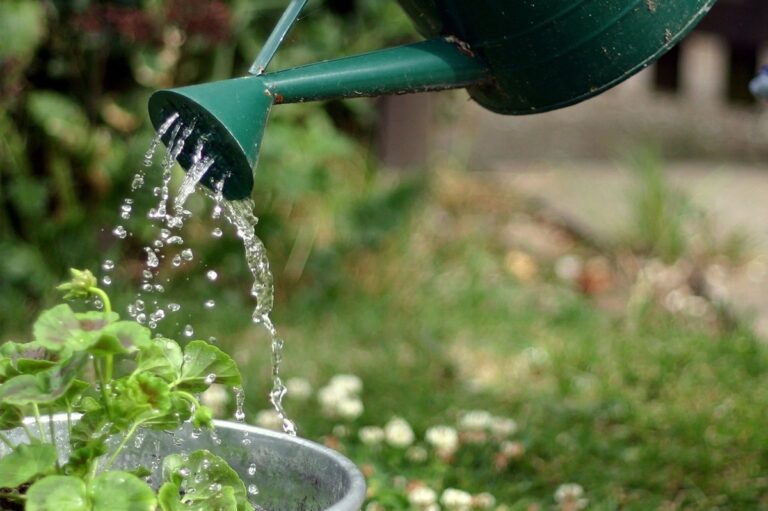 Essig in der Gießkanne: Das Geheimnis üppig grüner Pflanzen