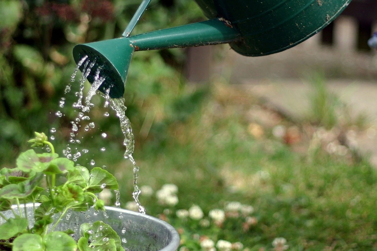 Essig in der Gießkanne: Das Geheimnis üppig grüner Pflanzen