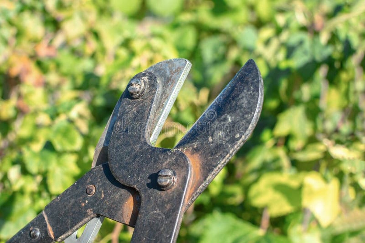 Gartenbauer verraten: Der beste Zeitpunkt zum Rückschnitt ist nicht Frühjahr - image 1