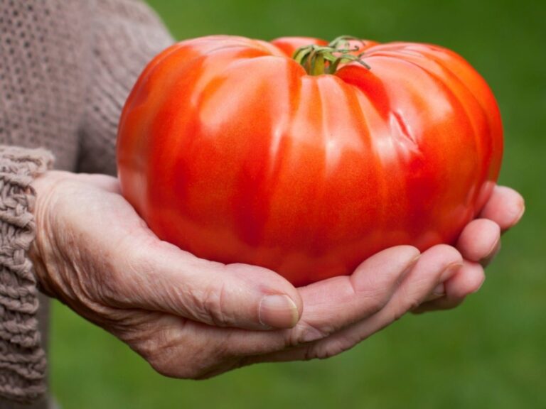 Gärtner gesteht: Das Geheimnis, warum die Tomaten der Nachbarin größer sind
