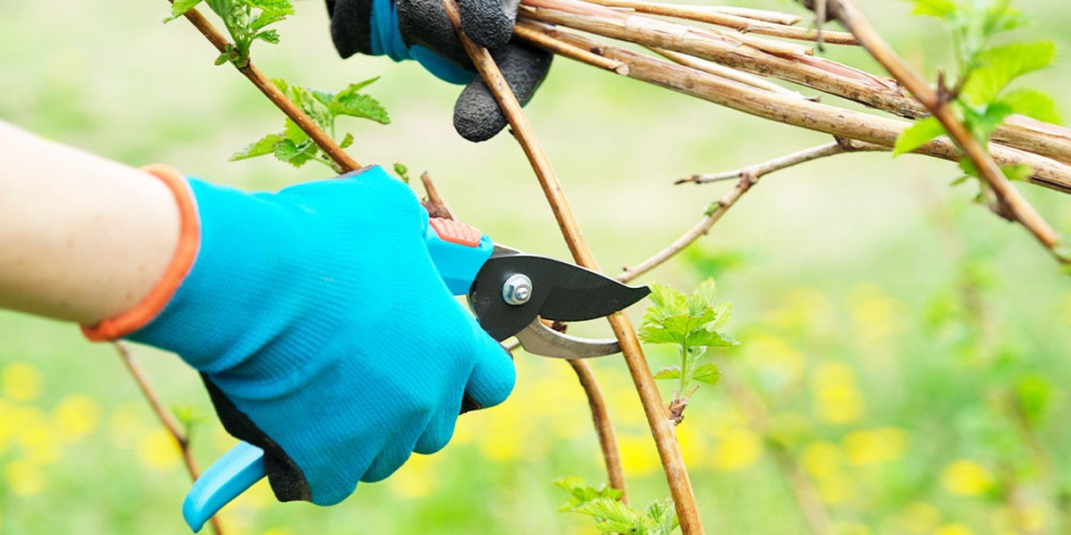 Gärtner verraten: Warum Sie im März schneiden müssen, nicht im Herbst