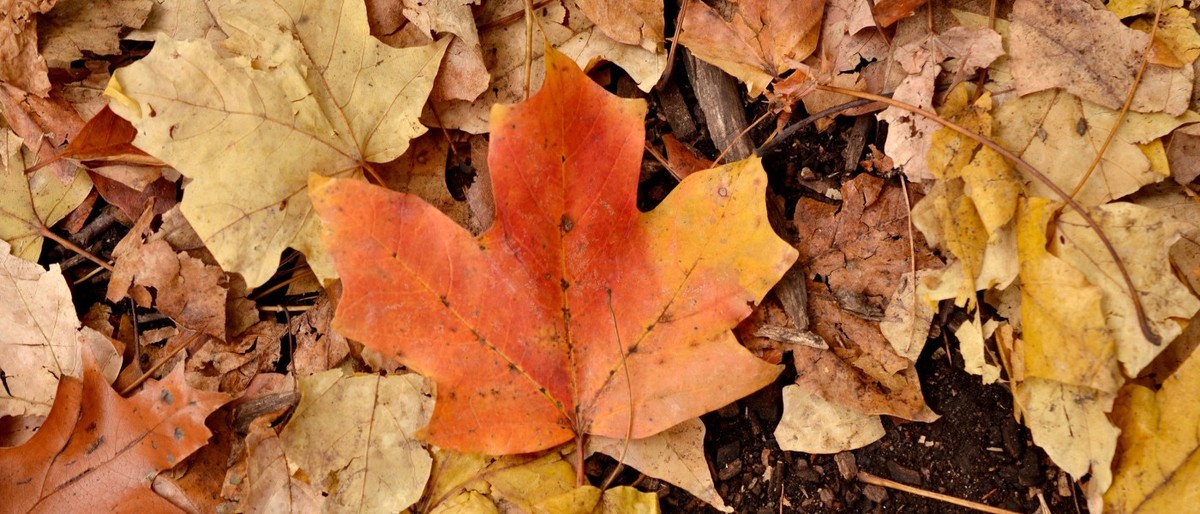 Gärtner verraten: Warum du Laub nicht komplett vom Rasen entfernen solltest