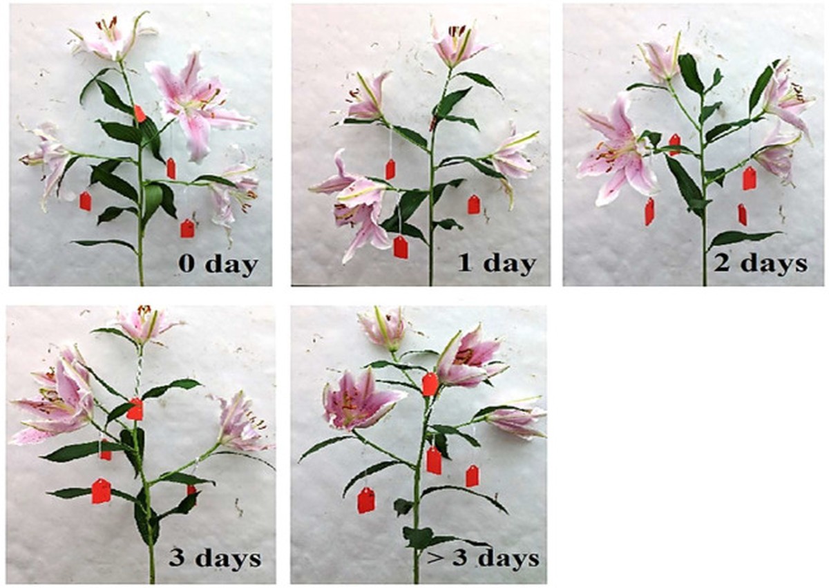 Gärtner verraten: Warum Sie niemals Wasser aus der Vase gießen sollten - image 2
