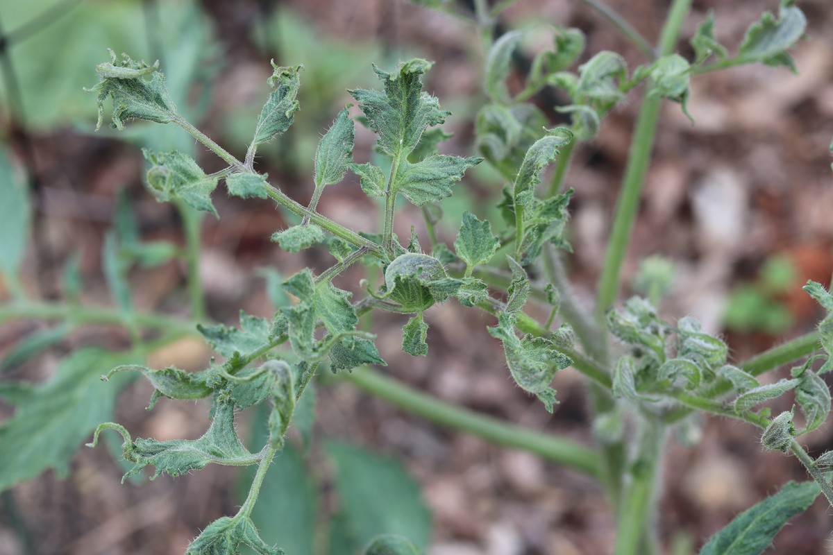 Gärtner warnen: Diese Unkrautvernichter zerstören Ihren Boden dauerhaft