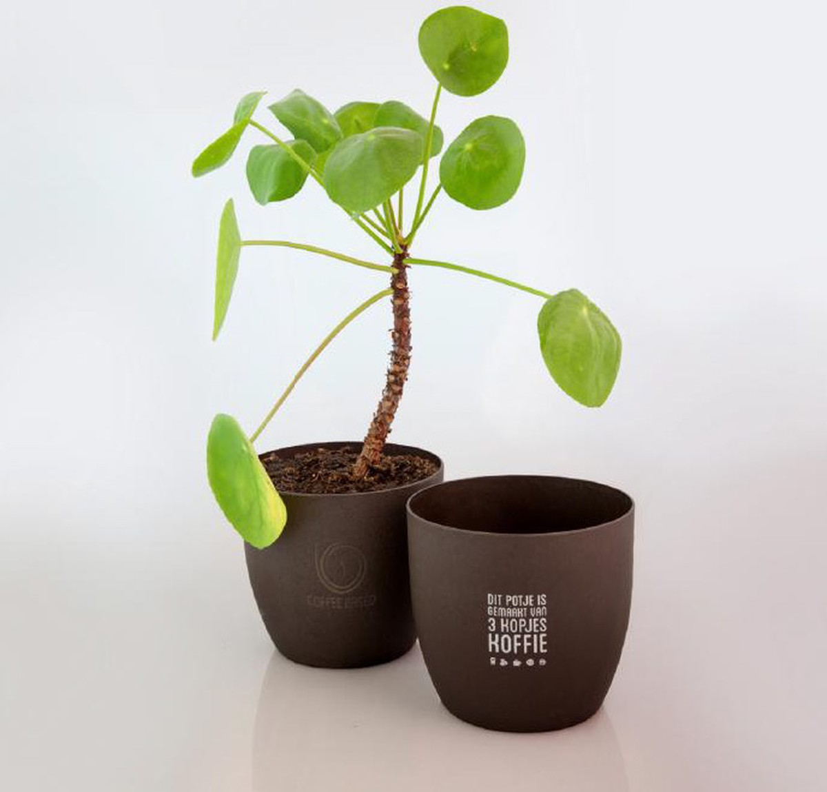 Kaffeesatz im Blumentopf: Warum Gärtner das Wundermittel verschweigen - image 2