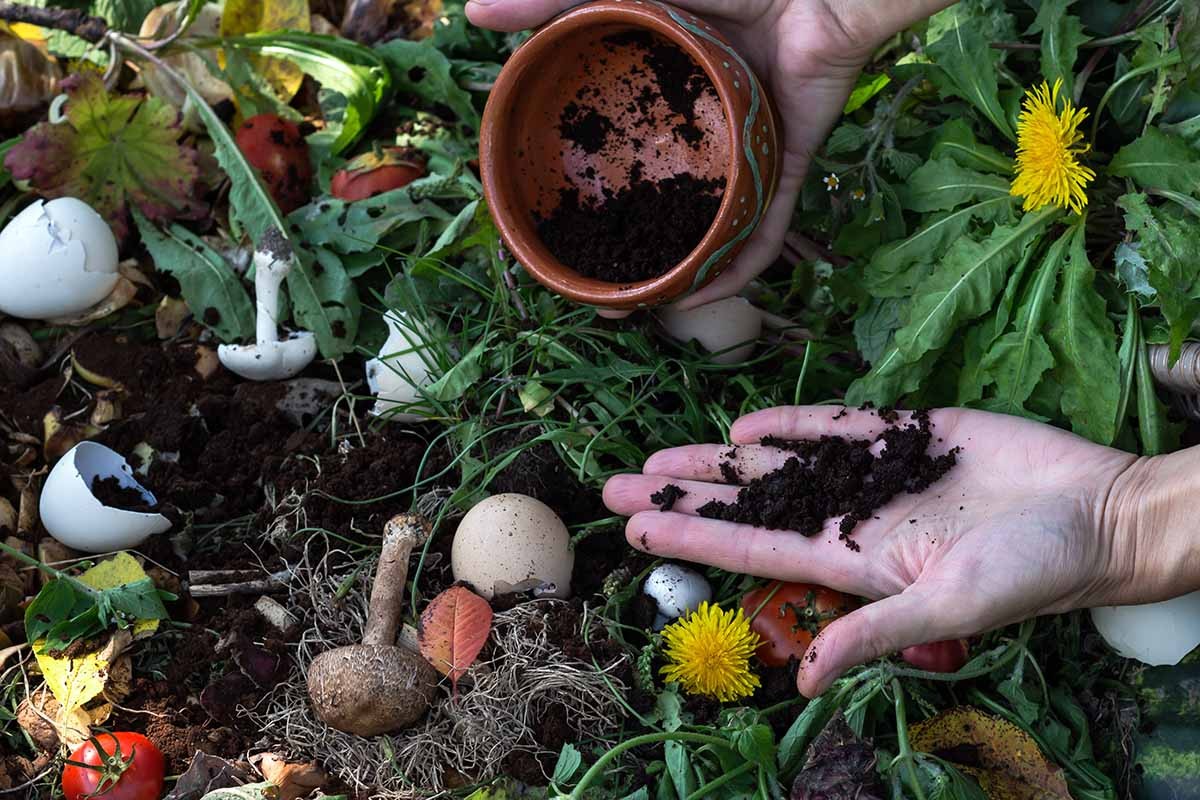 Kaffeesatz im Garten – warum Gärtner ihn nie wegwerfen - image 2