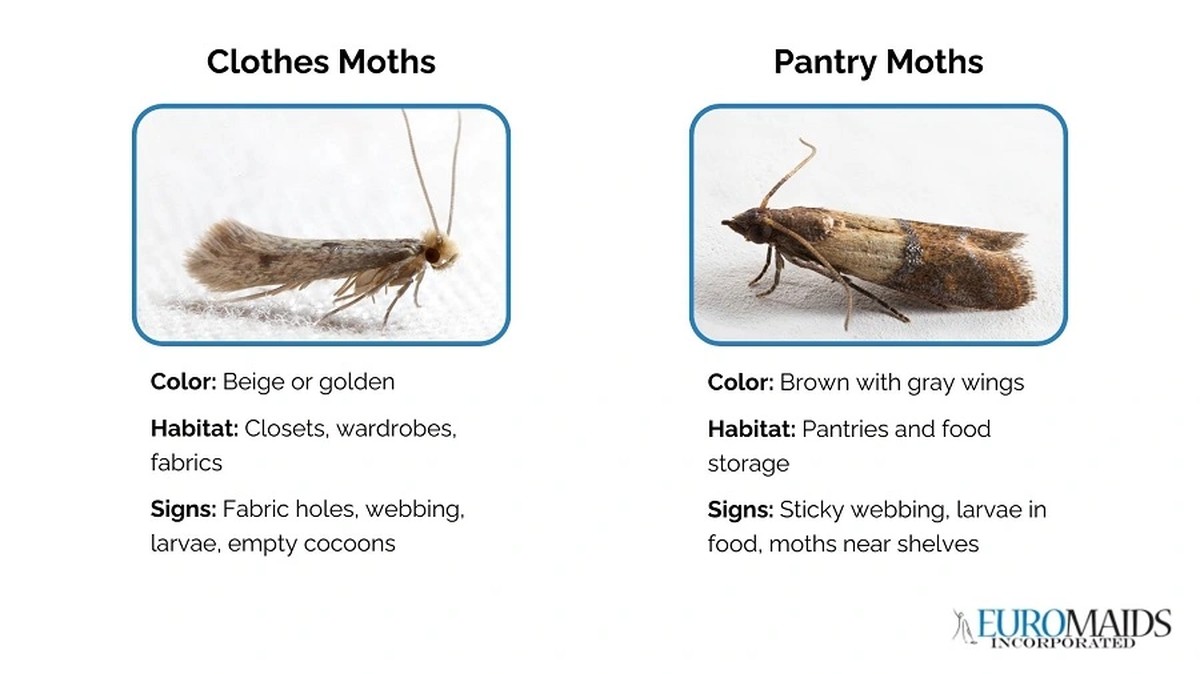 Lorbeerblatt ins Mehl: Das 100 Jahre alte Geheimnis gegen Speisekammerschädlinge - image 1