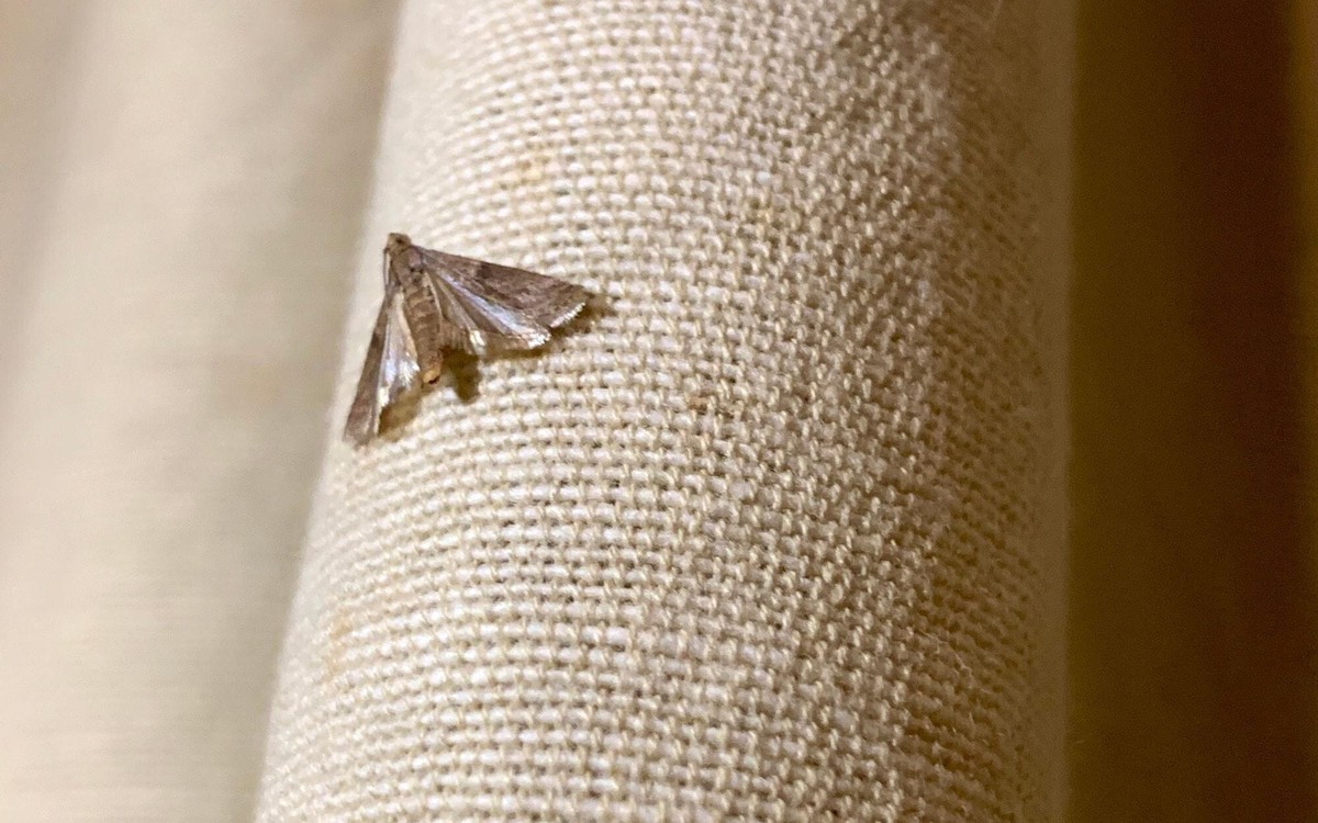 Lorbeerblatt ins Mehl – das 100 Jahre alte Geheimnis gegen Lebensmittelmotten - image 1