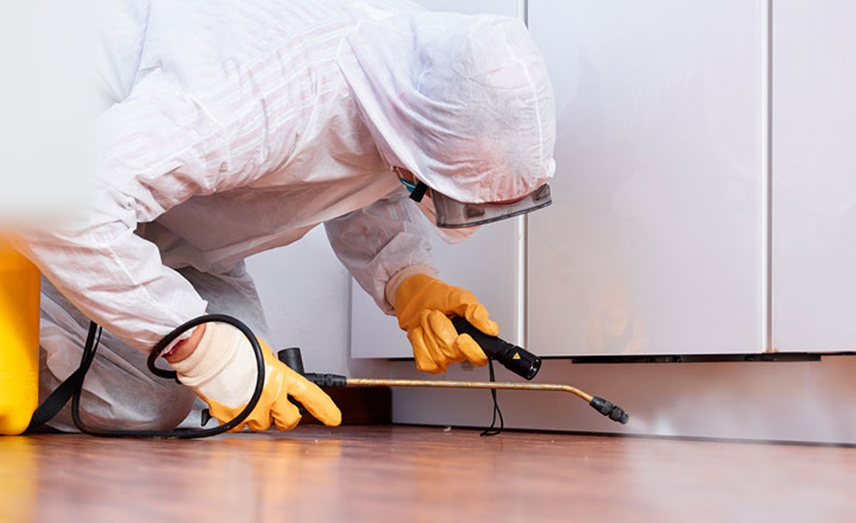 Lorbeerblatt ins Mehl – das 100 Jahre alte Geheimnis gegen Lebensmittelmotten - image 2