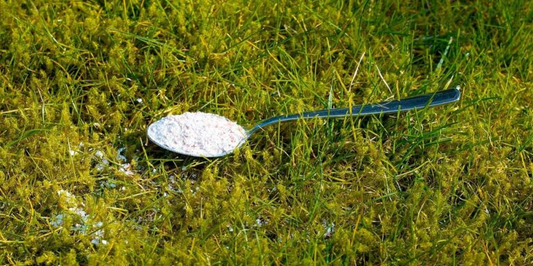 Mischte Backpulver mit dieser einen Zutat: Der Rasen ergrünte wie nie