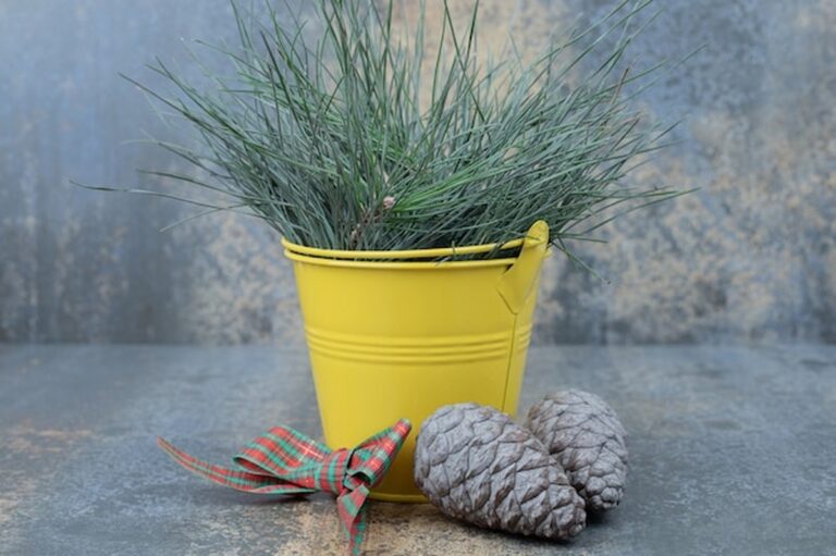 Pflanzen im Dezember: Das machst Du garantiert falsch