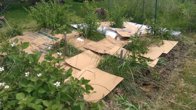 Pizzakartons im Garten auslegen: Der Permaculture-Hack gegen Unkraut