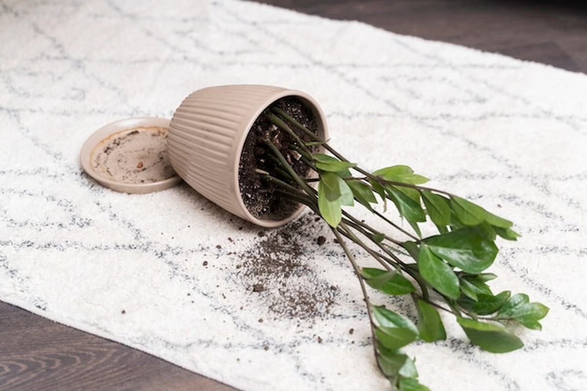 Почему ваши растения гибнут зимой — и как их спасти - image 2