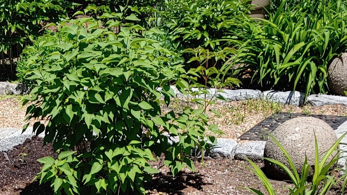 Salzwasser für den Gartenweg: Wie Sie Unkraut ohne Chemie besiegen - image 1