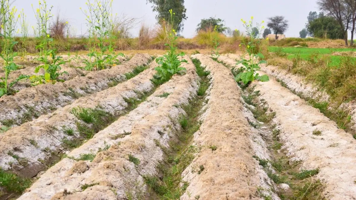 Salzwasser für die Pflanzenwurzeln: Das unterschätzte Gärtnertrick zur Schädlingsbekämpfung - image 1