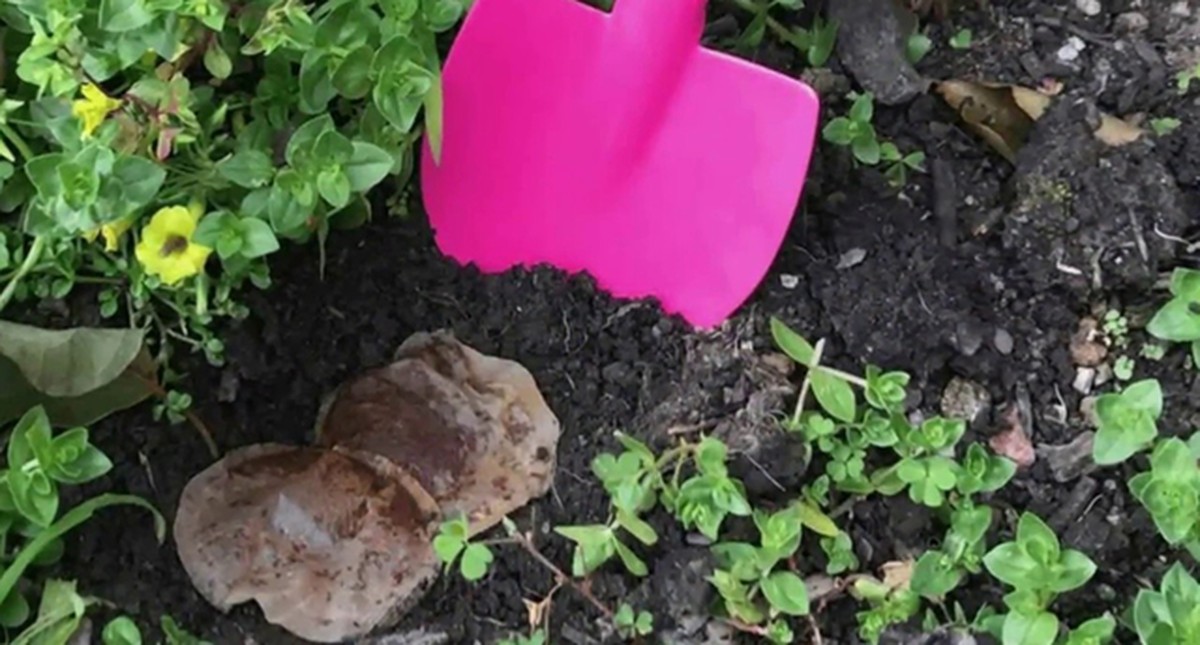 Teebeutel im Garten: Warum Profigärtner das täglich machen