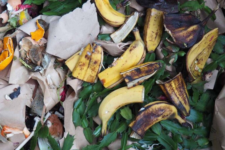 Warum Gärtner Bananenschalen in den Blumentopf werfen