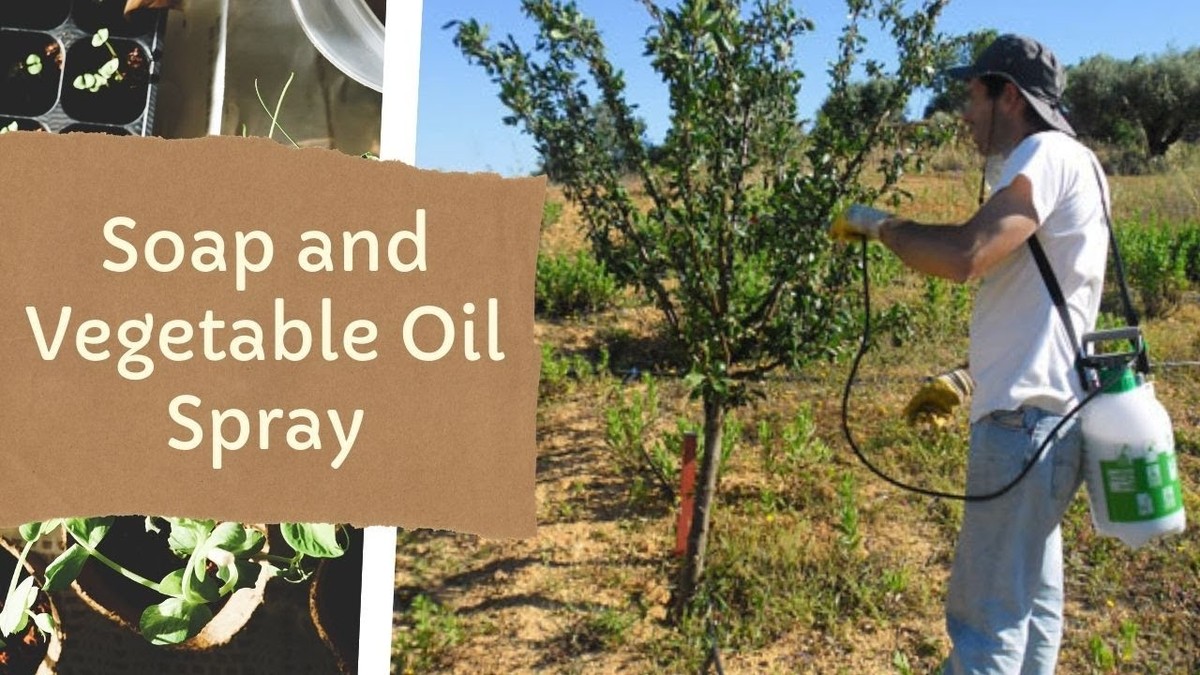 Warum Profigärtner immer Speiseöl in den Blumenkübel gießen