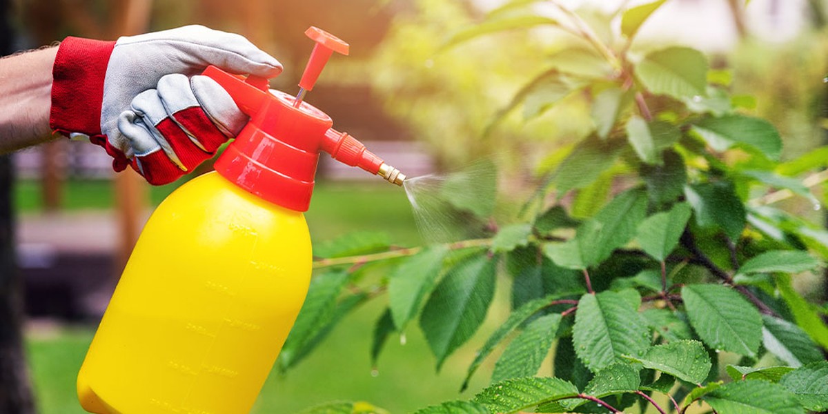 Warum Profigärtner immer Speiseöl in den Blumenkübel gießen - image 1