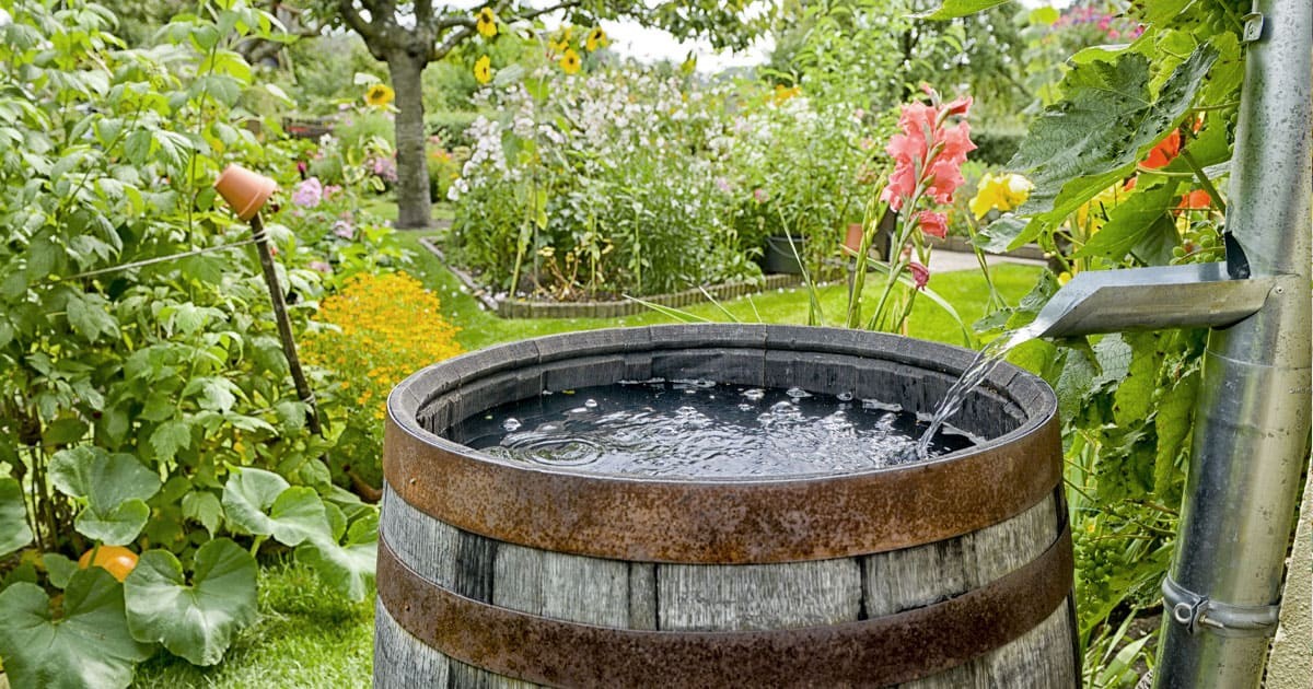 Was Gärtner über Regenwasser wissen, das Sie nicht kennen - image 1