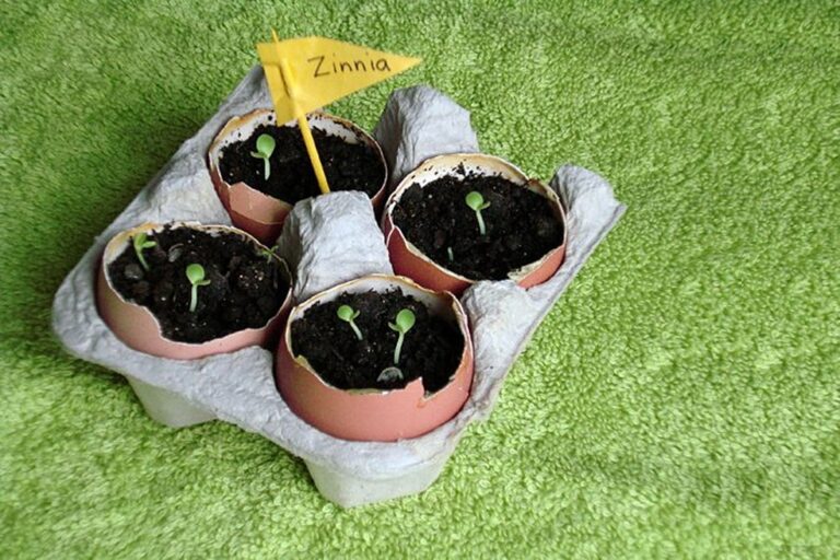 Werft niemals Eierschalen weg: Das macht ihr jetzt im Garten damit