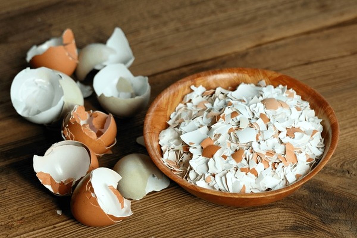 Werft niemals Eierschalen weg: Das macht ihr jetzt im Garten damit - image 2