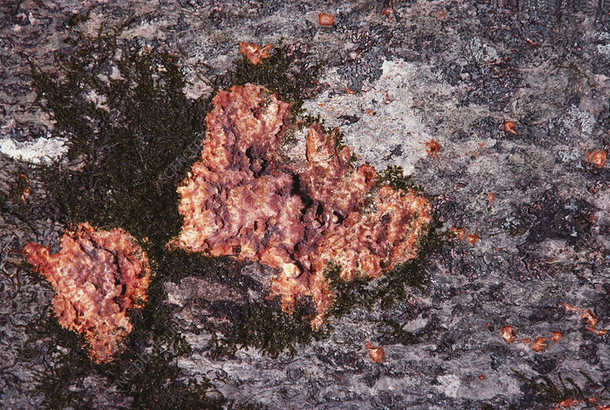 Zahnpasta gegen Schimmel? Warum es funktioniert und wann es schiefgeht