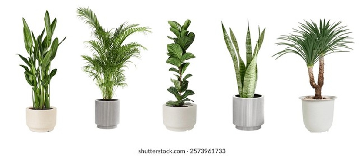 Zeitungspapier unter den Topfpflanzen spart 40% Wasser ein - image 1