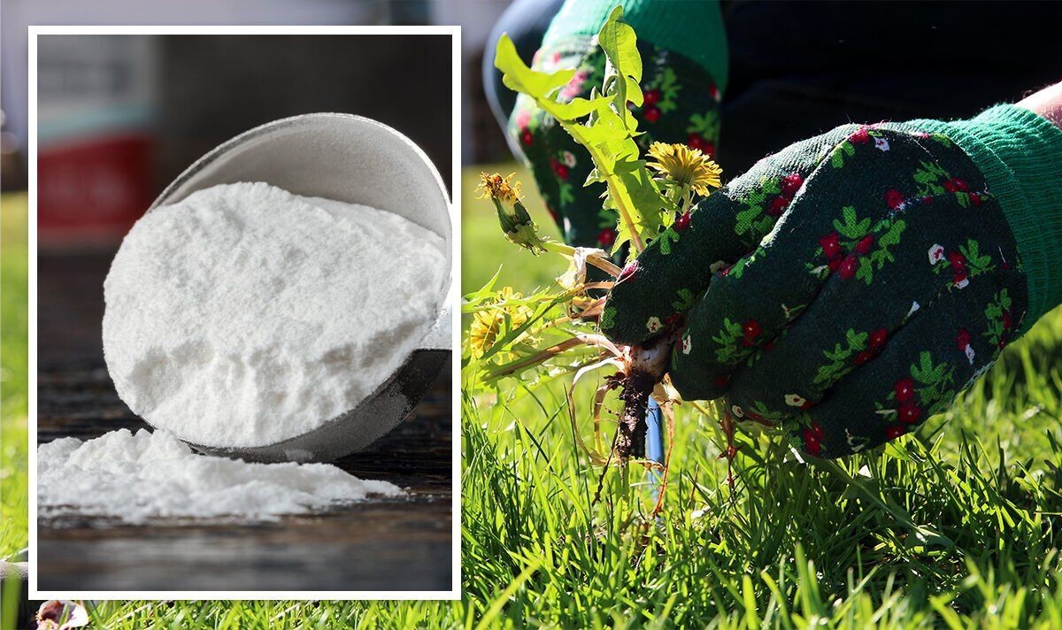 Backpulver auf den Gartenweg streuen – das Geheimnis gegen Unkraut ohne Chemie - image 1