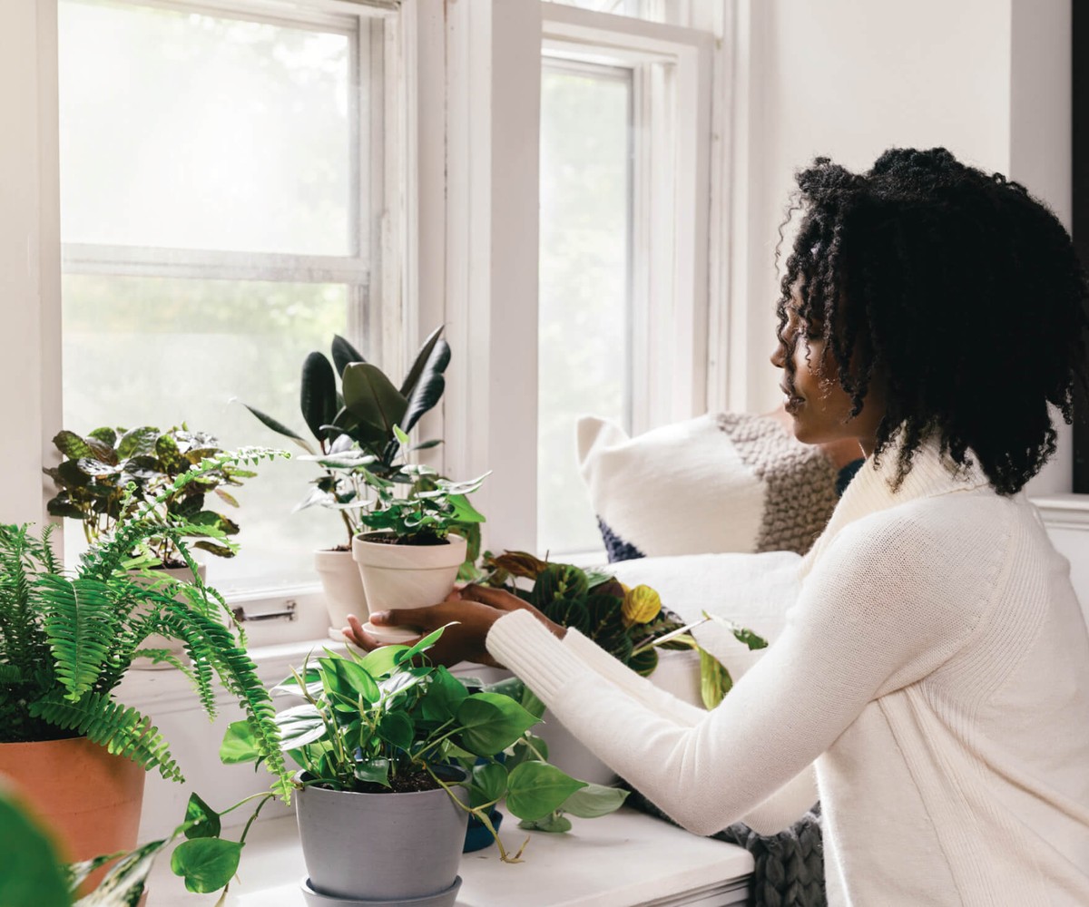 Essig im Gießwasser: Warum Ihre Pflanzen plötzlich üppiger wachsen - image 2