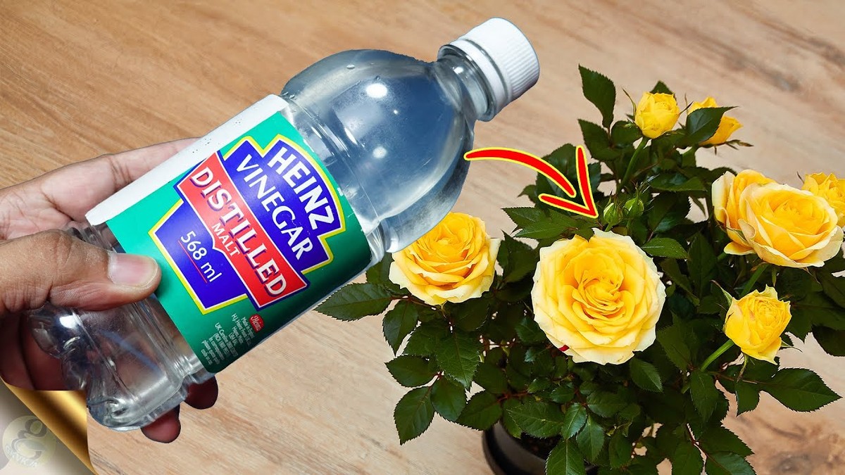 Essig in die Blumenerde: Warum Gärtner das jeden Monat machen - image 1