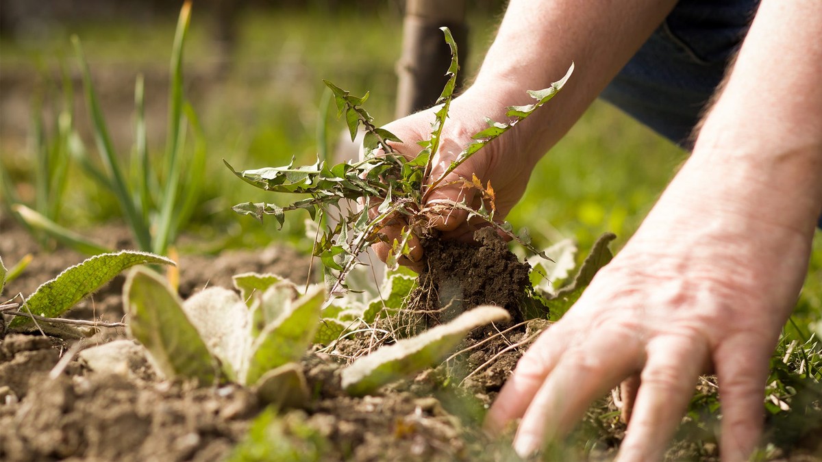 Essig-Spray auf den Gartenzaun: Warum Nachbarn plötzlich weniger Unkraut haben - image 2