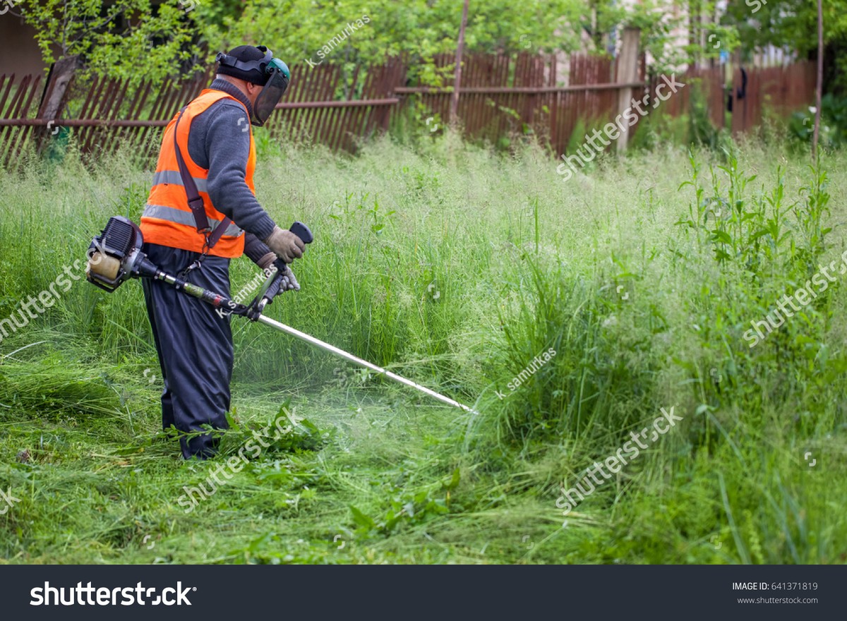 Gartenexperten verraten: Warum Sie Ihre Hecke im Februar schneiden sollten - image 2