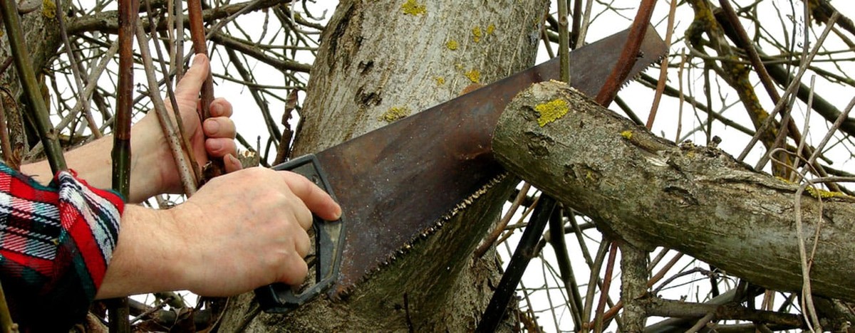 Gärtner verraten: Diese Pflanzenschnitte kosten Sie Ernte und Blüten