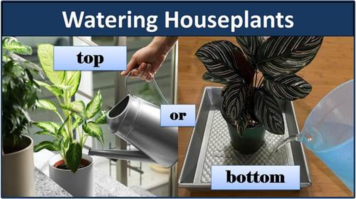 Gärtner verraten: Warum Sie Ihre Pflanzen am Abend gießen sollten - image 1