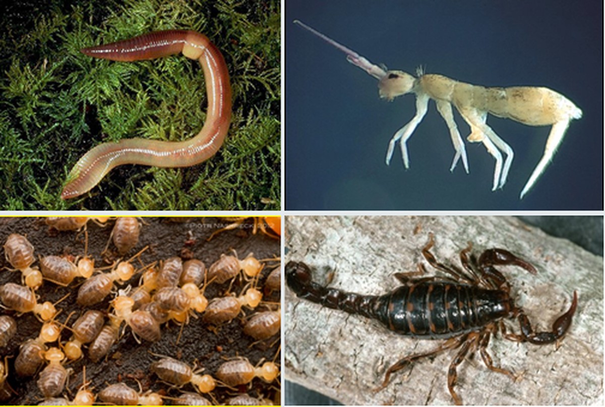 Gärtner verraten: Warum Sie Laub im Herbst stehenlassen sollten - image 2