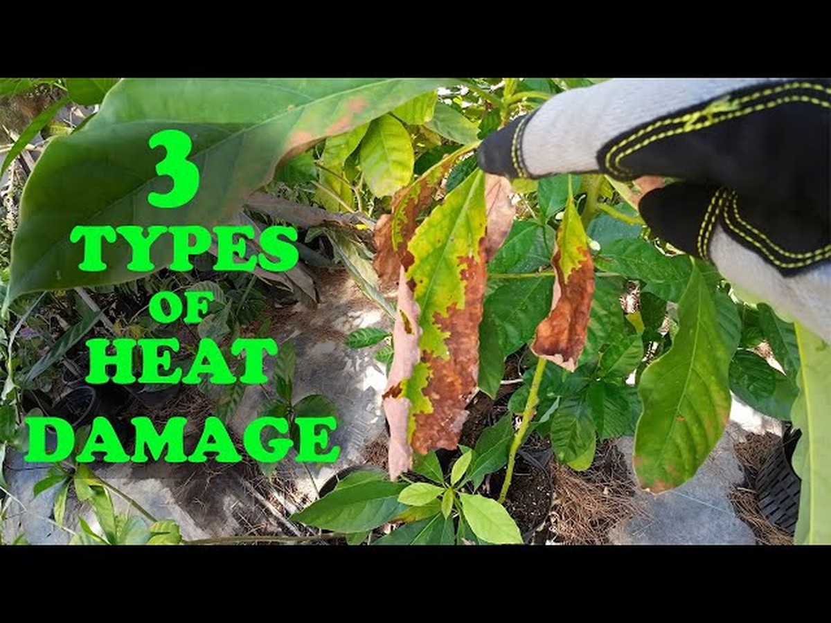 Gärtner warnen: Diese 3 Pflanzen gehören nicht neben die Heizung - image 2