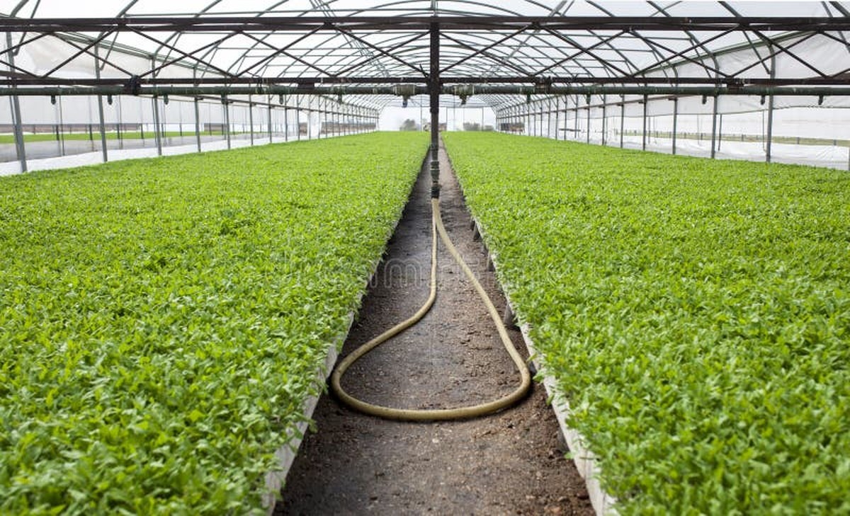 Gärtner warnen: Diese eine Bewässerungsmethode zerstört Ihre Tomaten - image 2