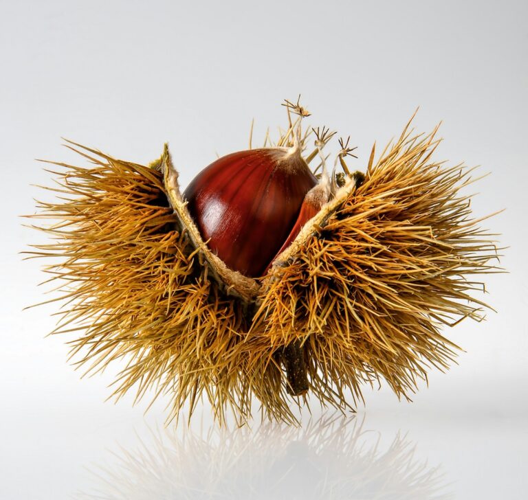 Kastanien unterm Bett: Warum Großmutter damit Spinnen vertrieb