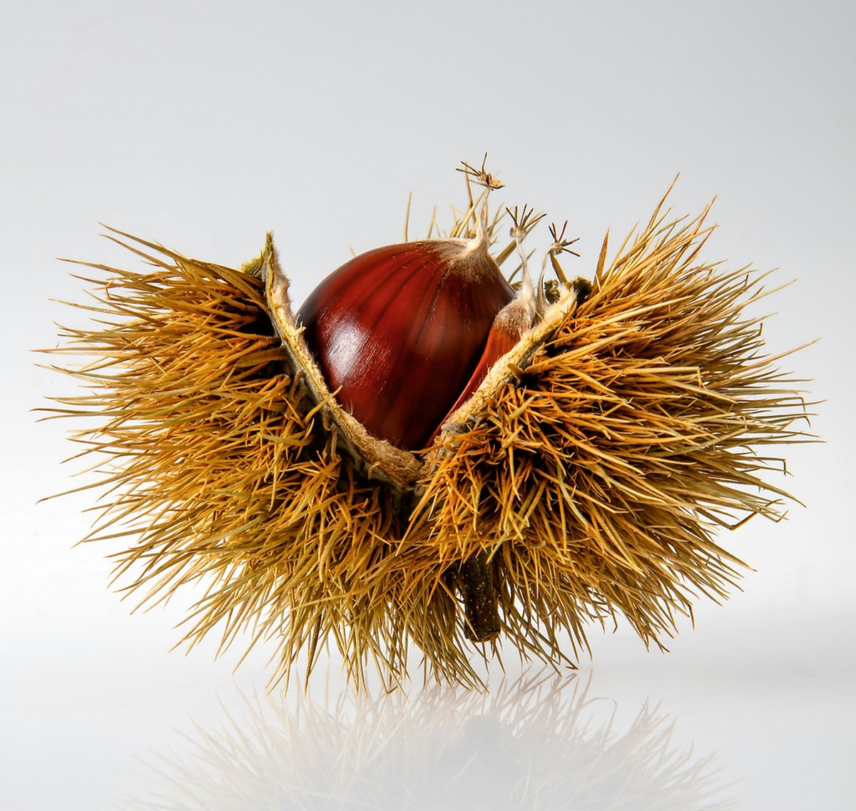 Kastanien unterm Bett: Warum Großmutter damit Spinnen vertrieb