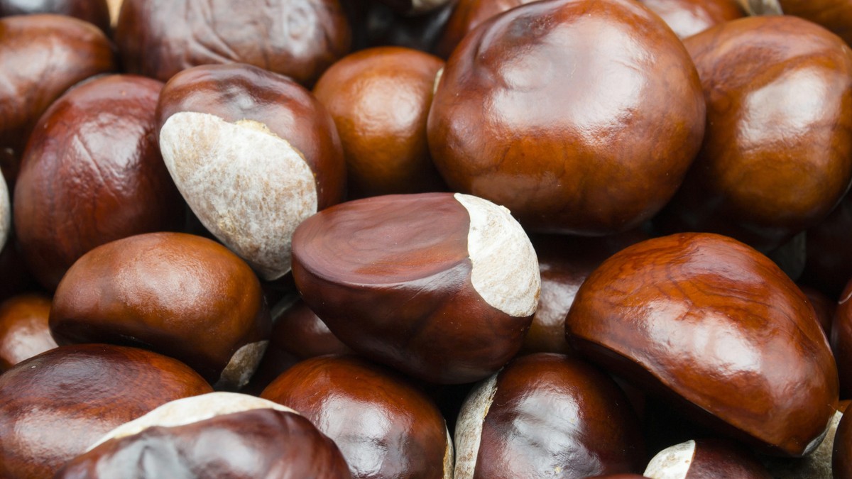 Kastanien unterm Bett: Warum Großmutter damit Spinnen vertrieb - image 1