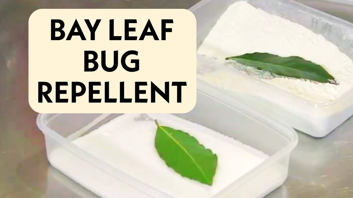 Lorbeerblatt in der Speisekammer: Das natürliche Insektenschutzmittel ohne Chemie - image 2