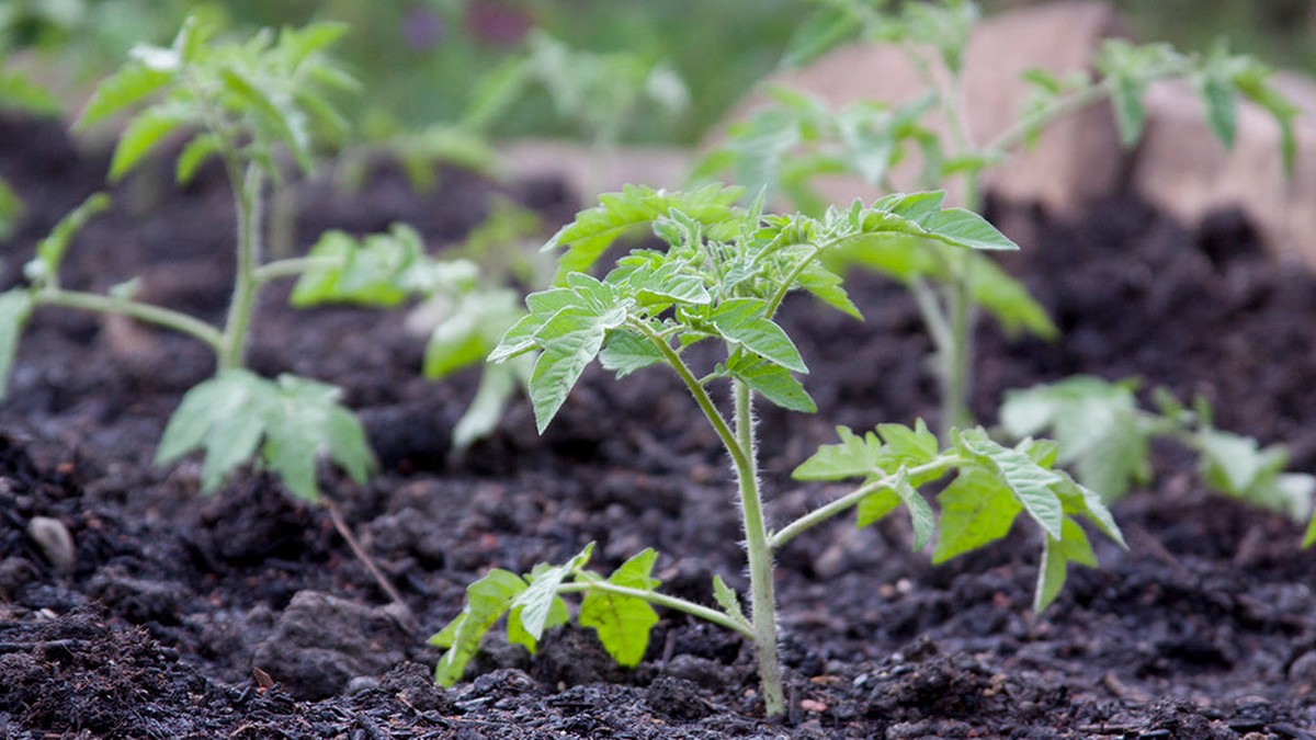 Profi-Gärtner enthüllen: Der eine Fehler bei Tomaten im Frühling - image 2