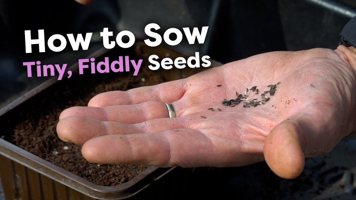 Salzstreuer mit Reis füllen: Warum Gärtner das im Frühjahr machen - image 2